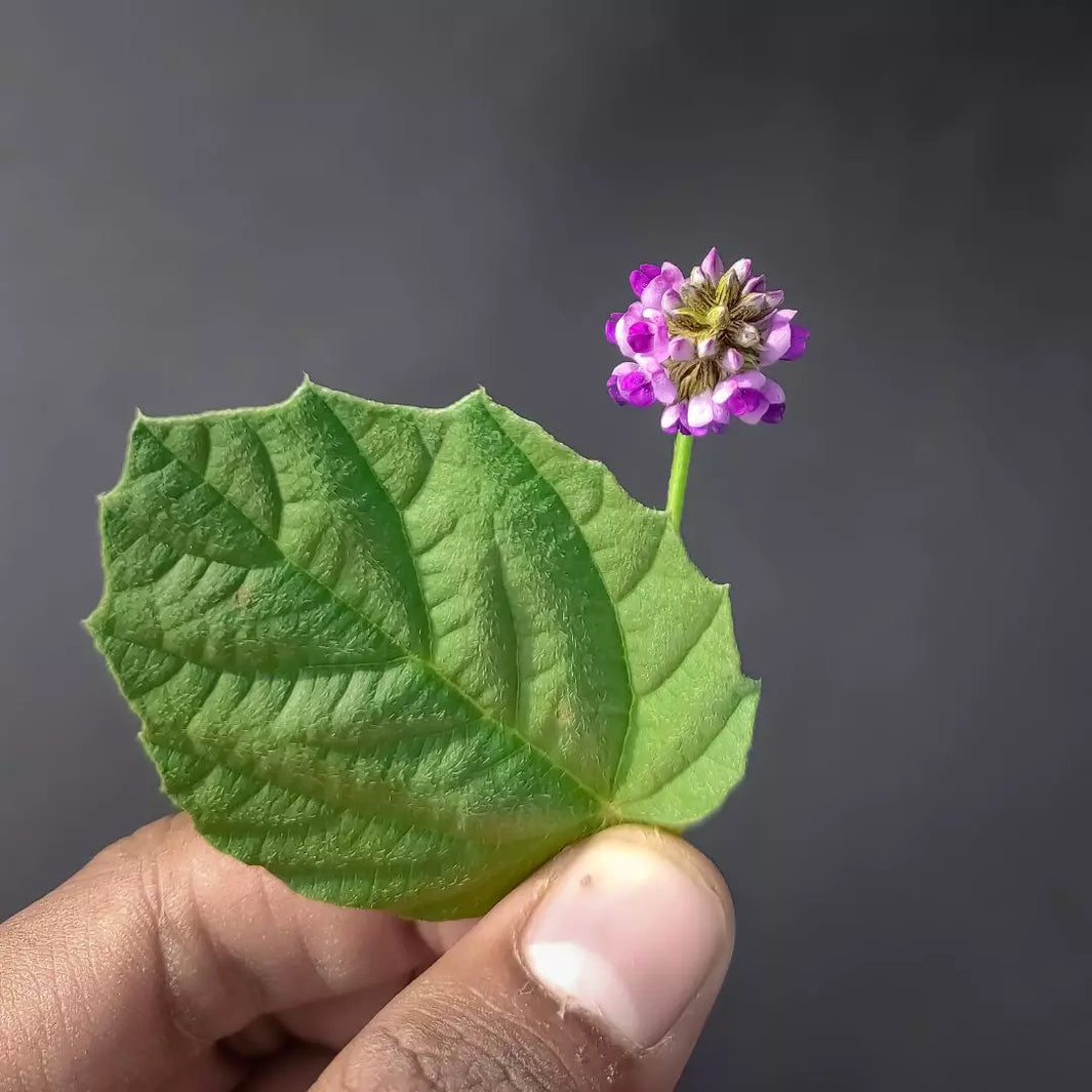 A serene image featuring the Psoralea corylifolia plant (from which bakuchiol is derived) in soft, natural lighting. 